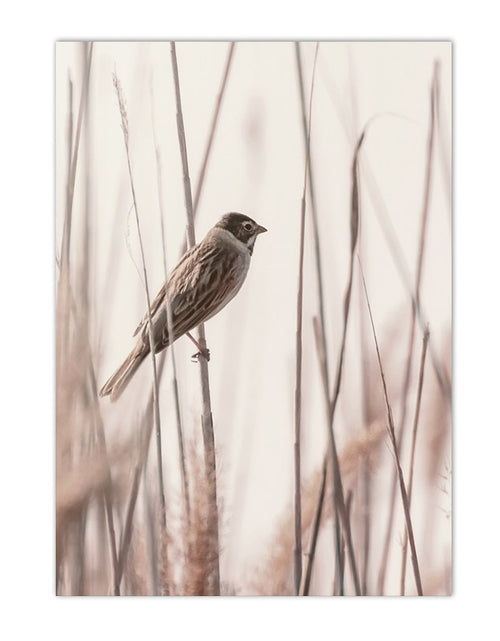 Load image into Gallery viewer, Sunset Reeds Canvas Print Posters
