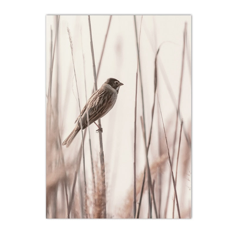 Sunset Reeds Canvas Print Posters