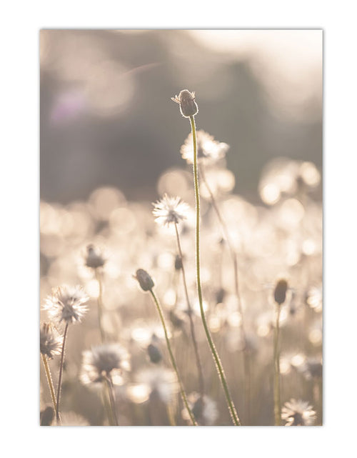 Load image into Gallery viewer, Sunset Reeds Canvas Print Posters
